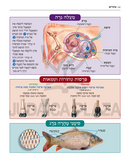 Mappos, Tavla'os, V'Sidrei HaMora'os SheBaTorah - מפות, טבלאות, וסדרי המאורעות שבתורה