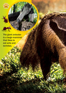 The Jewish World of Wonders - Animal Zoo