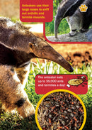 The Jewish World of Wonders - Animal Zoo