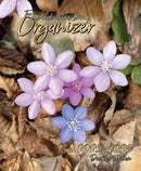 The Balabusta's Daily Organizer (2025 - 2026)