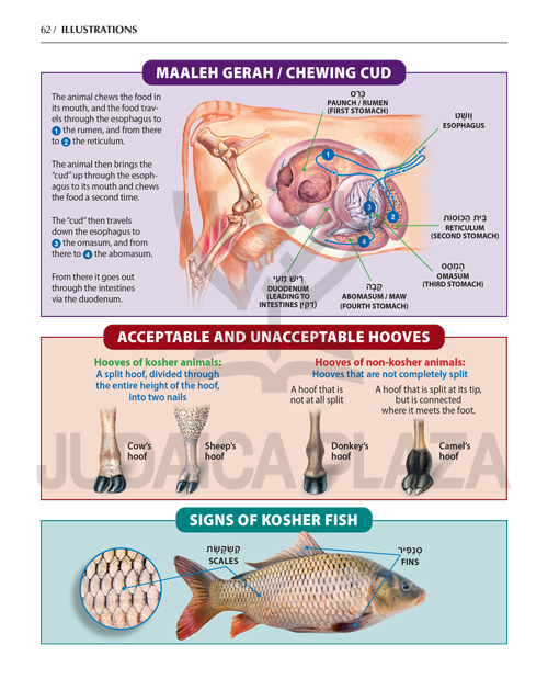 The Book of Torah, Timelines, Charts, and Maps