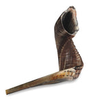 Shofar - Rabanut