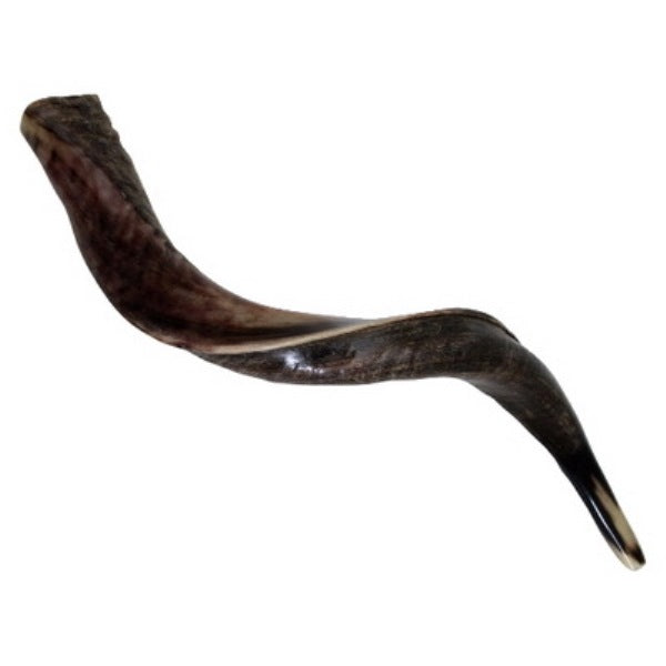 Yemenite Shofar (Ram's Horn) From Kudo