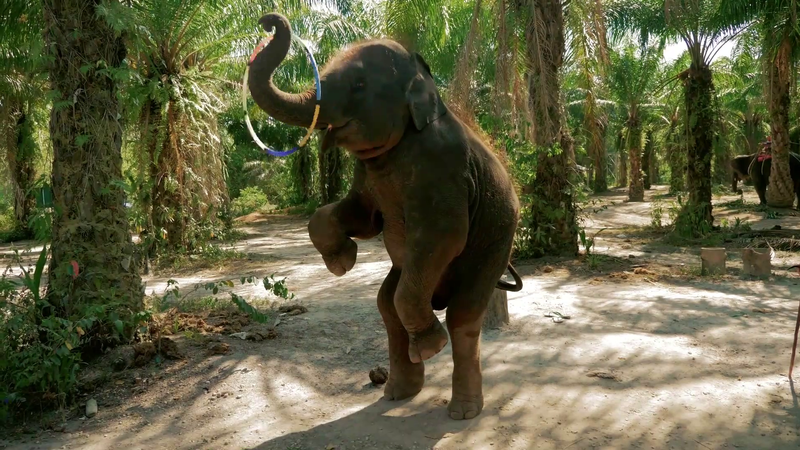 Perek Shira Series: Elephants [Video]