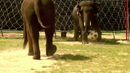 Perek Shira Series: Elephants [Video]