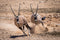 Perek Shira Series: Gazelles [Video]