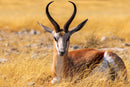 Perek Shira Series: Gazelles [Video]