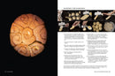 Rising: The Book of Challah