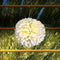 Sukkah Decoration: Flower Ball Hanging Light