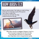 Who Is the Fastest Bird in the Sky?