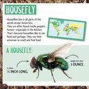 Who Is the Longest Living Insect on Earth?