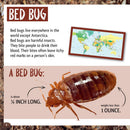 Who Is the Longest Living Insect on Earth?