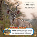 From Ram to Shofar