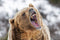 Perek Shira Series: Bears [Video] (USB)