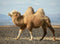 Perek Shira Series: Camels [Video] (USB)